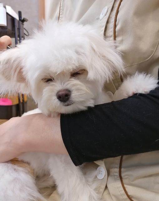 f:id:dogsalon-oluolu:20210314233754j:plain