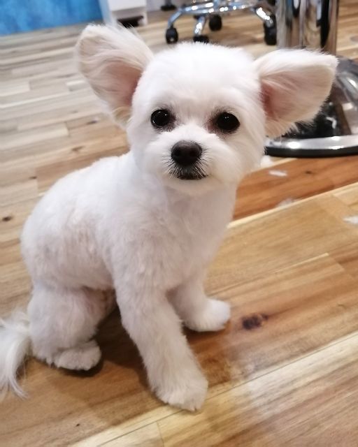 f:id:dogsalon-oluolu:20210314233815j:plain