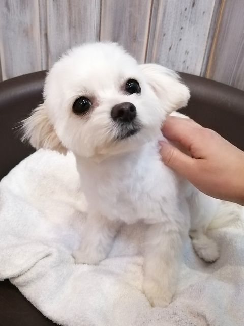 f:id:dogsalon-oluolu:20210314233834j:plain