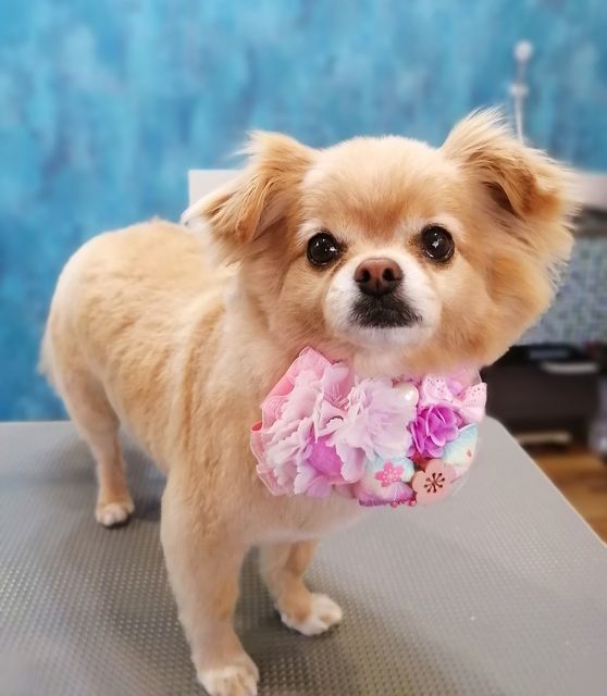 f:id:dogsalon-oluolu:20210314233847j:plain