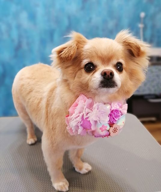 f:id:dogsalon-oluolu:20210314233900j:plain