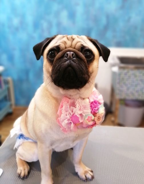 f:id:dogsalon-oluolu:20210314233938j:plain