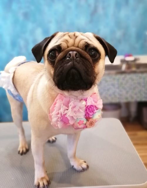 f:id:dogsalon-oluolu:20210314233951j:plain