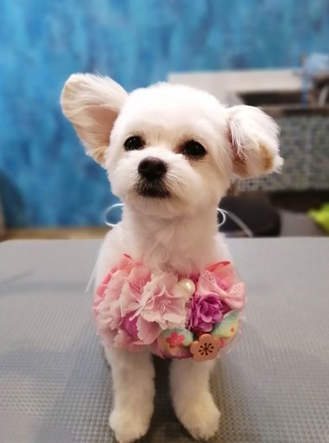 f:id:dogsalon-oluolu:20210314234002j:plain