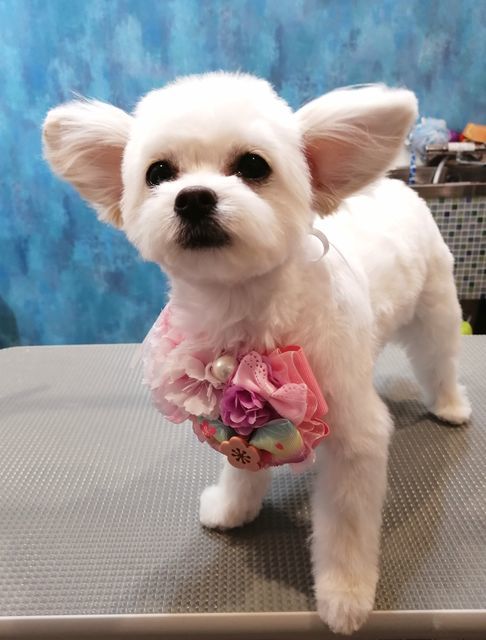 f:id:dogsalon-oluolu:20210314234016j:plain