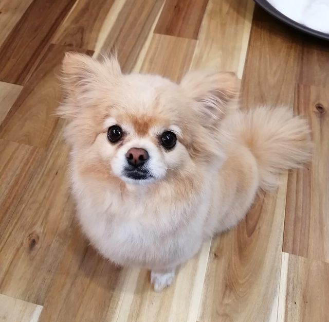 f:id:dogsalon-oluolu:20210314234041j:plain