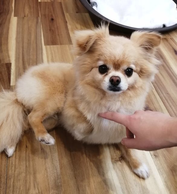 f:id:dogsalon-oluolu:20210314234104j:plain