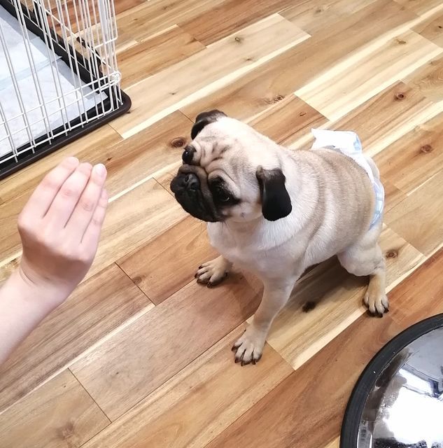 f:id:dogsalon-oluolu:20210314234117j:plain