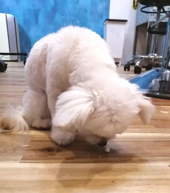 f:id:dogsalon-oluolu:20210315112549j:plain