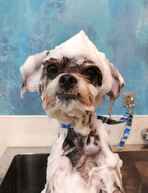 f:id:dogsalon-oluolu:20210320084921j:plain