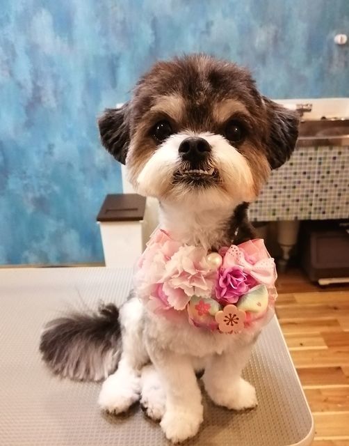 f:id:dogsalon-oluolu:20210320084938j:plain