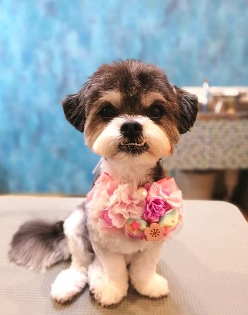 f:id:dogsalon-oluolu:20210320084957j:plain