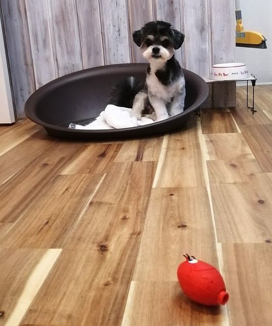 f:id:dogsalon-oluolu:20210320085010j:plain