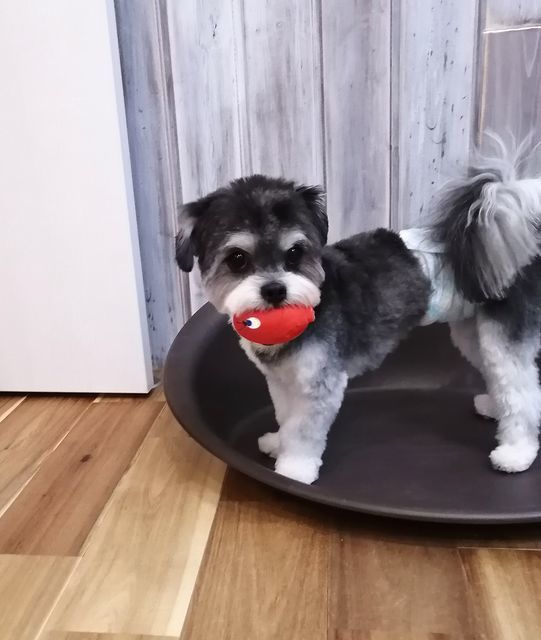 f:id:dogsalon-oluolu:20210320085023j:plain