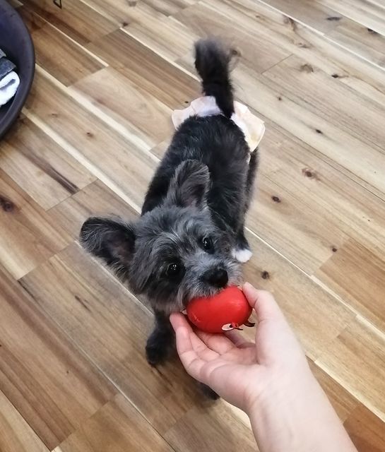 f:id:dogsalon-oluolu:20210321073556j:plain