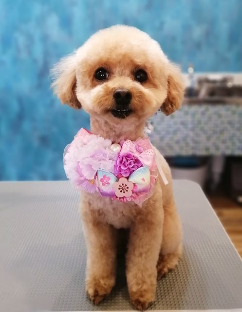 f:id:dogsalon-oluolu:20210321073636j:plain