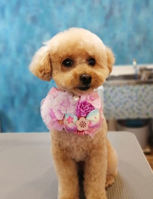 f:id:dogsalon-oluolu:20210321073644j:plain