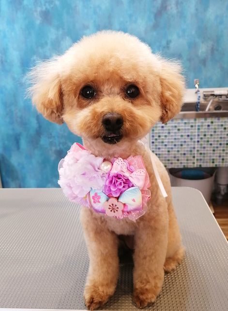 f:id:dogsalon-oluolu:20210321073654j:plain