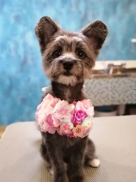 f:id:dogsalon-oluolu:20210321073713j:plain