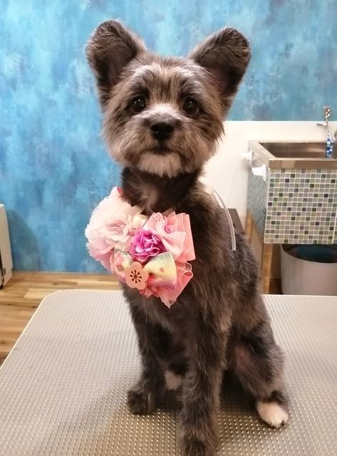 f:id:dogsalon-oluolu:20210321073841j:plain