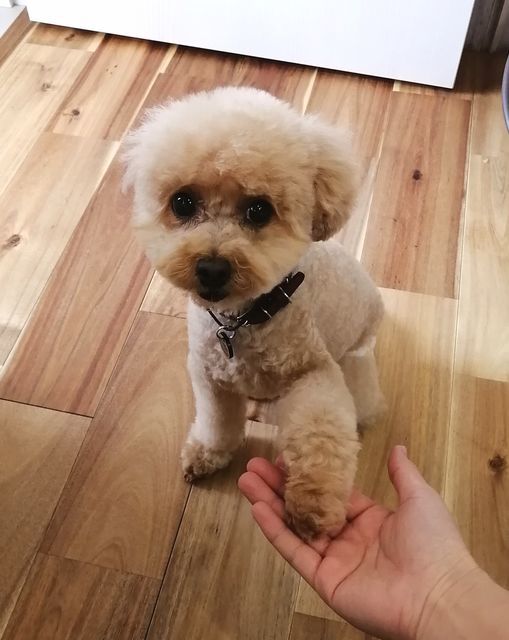 f:id:dogsalon-oluolu:20210321073858j:plain