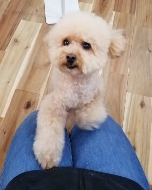 f:id:dogsalon-oluolu:20210321073911j:plain
