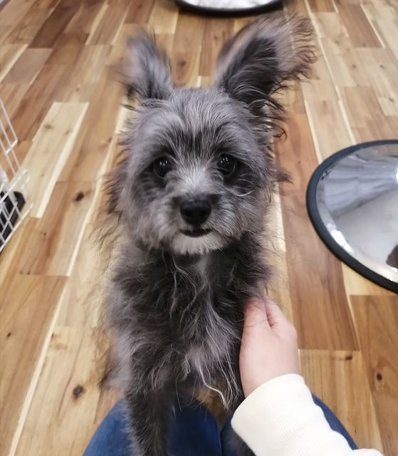 f:id:dogsalon-oluolu:20210321073925j:plain