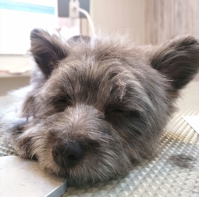 f:id:dogsalon-oluolu:20210321073944j:plain