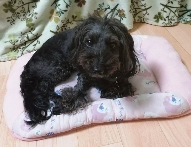 f:id:dogsalon-oluolu:20210321132732j:plain