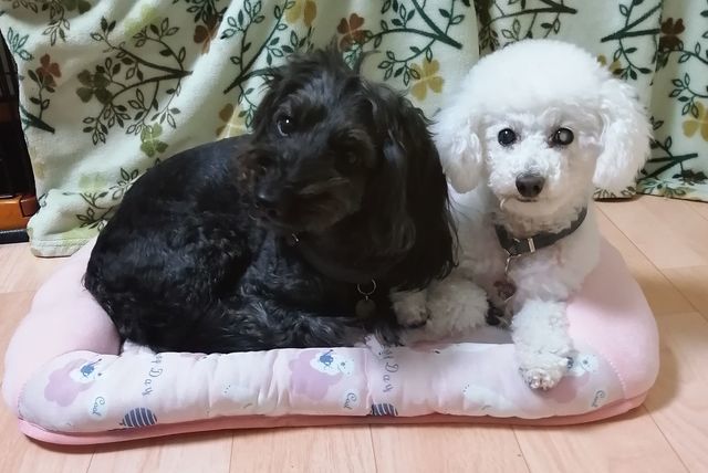 f:id:dogsalon-oluolu:20210321132816j:plain