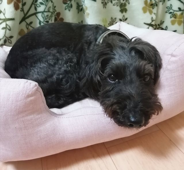 f:id:dogsalon-oluolu:20210321132826j:plain