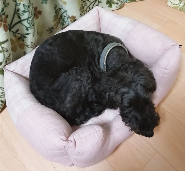 f:id:dogsalon-oluolu:20210321132838j:plain