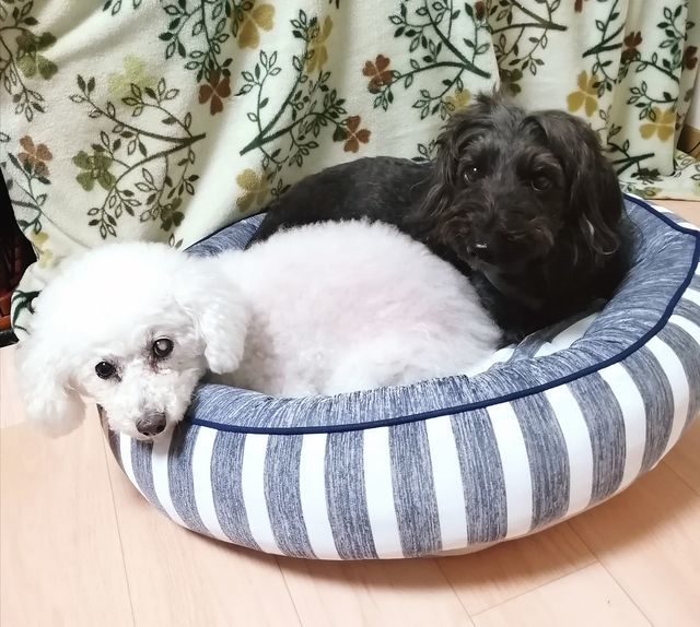 f:id:dogsalon-oluolu:20210321132904j:plain
