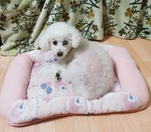 f:id:dogsalon-oluolu:20210321132930j:plain