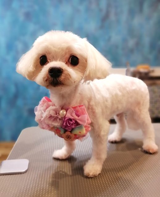 f:id:dogsalon-oluolu:20210321133000j:plain