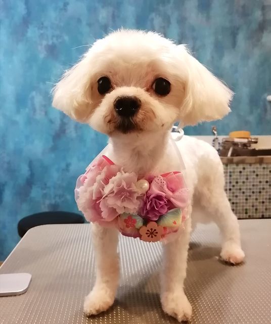 f:id:dogsalon-oluolu:20210321133016j:plain