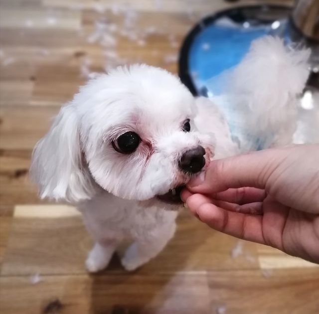 f:id:dogsalon-oluolu:20210321133035j:plain