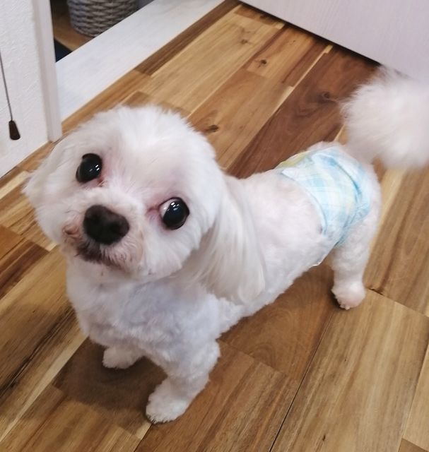 f:id:dogsalon-oluolu:20210321133048j:plain