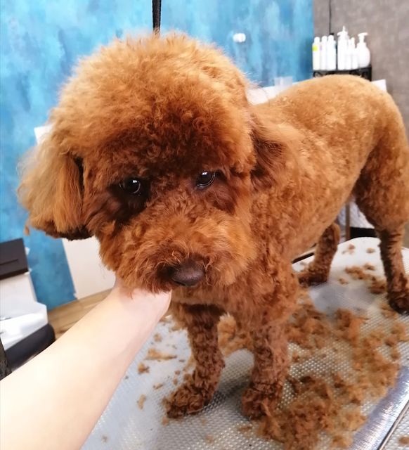 f:id:dogsalon-oluolu:20210323092909j:plain