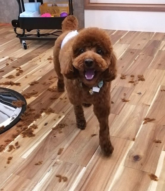 f:id:dogsalon-oluolu:20210323092926j:plain