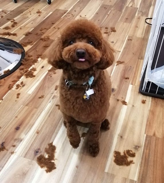 f:id:dogsalon-oluolu:20210323092941j:plain