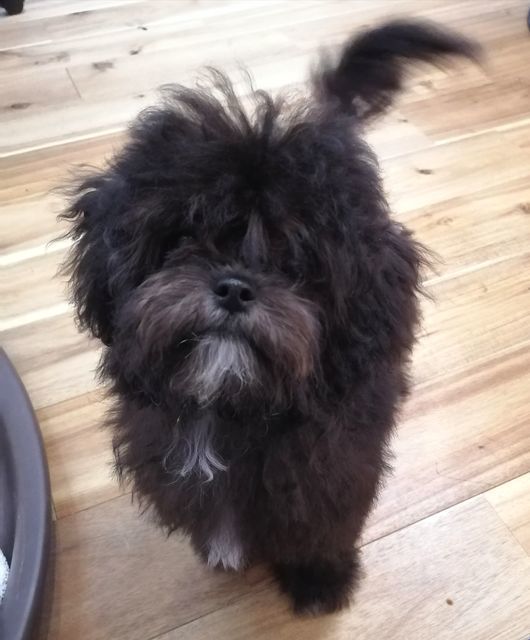 f:id:dogsalon-oluolu:20210323092956j:plain