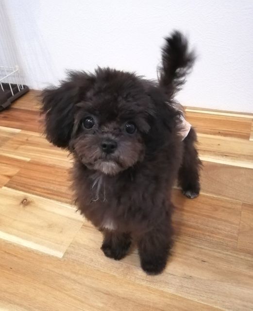 f:id:dogsalon-oluolu:20210323093015j:plain