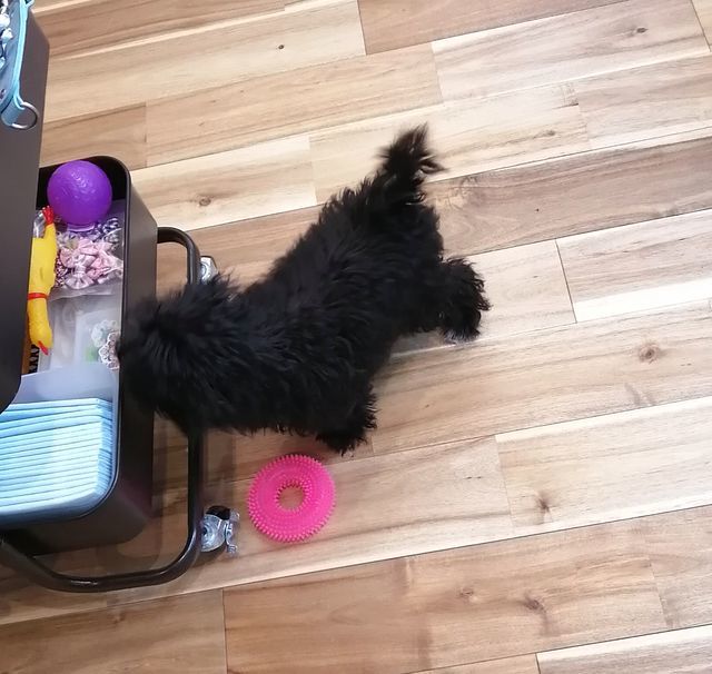 f:id:dogsalon-oluolu:20210323093036j:plain