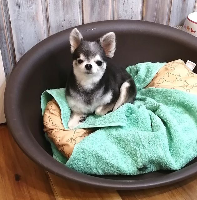 f:id:dogsalon-oluolu:20210323093106j:plain