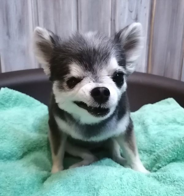 f:id:dogsalon-oluolu:20210323093121j:plain