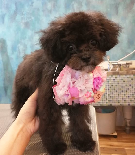 f:id:dogsalon-oluolu:20210323093140j:plain