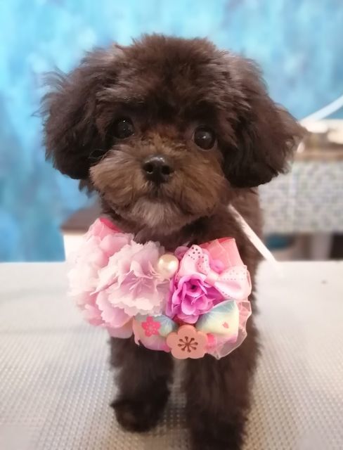 f:id:dogsalon-oluolu:20210323093157j:plain