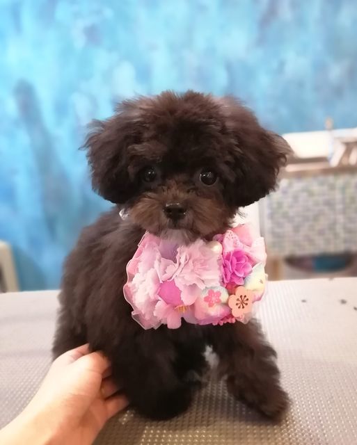 f:id:dogsalon-oluolu:20210323093207j:plain