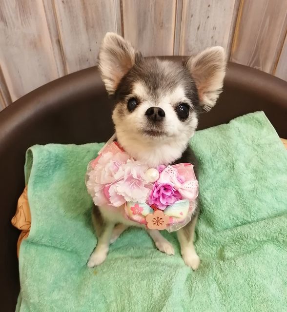 f:id:dogsalon-oluolu:20210323093221j:plain